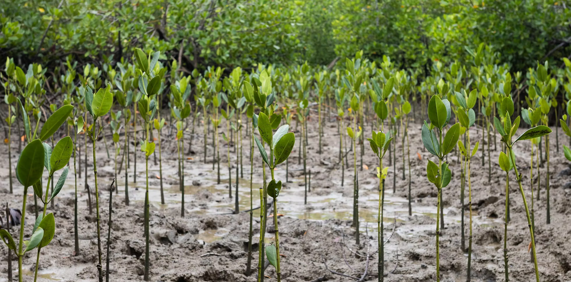 You buy 1 = We plant 1